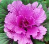 Flowering Cabbage Picture