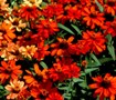 Picture of Profusion Mix Zinnia