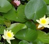Water Lilies