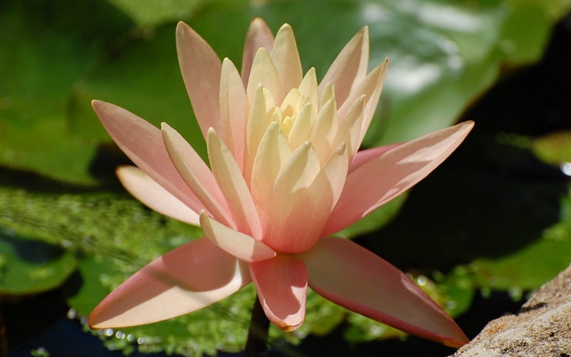 Lily