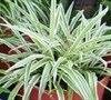 Spider Plant Variegatum