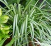 Spider Plant Vittatum