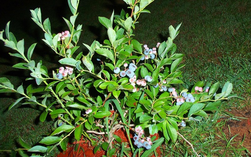 Rabbit eye Blueberry