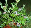 Rabbit eye Blueberry