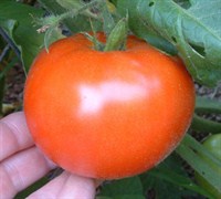 Better Boy Tomato Picture