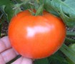 Picture of Better Boy Tomato