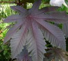 Red Castor Bean