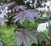 Red Castor Bean