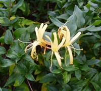 honeysuckle leaf purple vine ask question upload plants