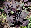Black Heart Sweet Potato Vine