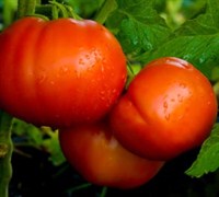 Beefmaster Tomato Picture