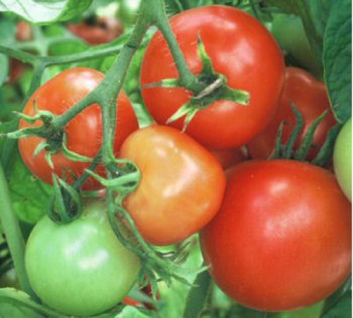 Picture of Better Bush Tomato