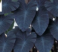 Black Magic Elephant Ears Picture