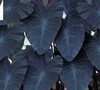 Black Magic Elephant Ears