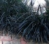 Black Mondo Grass