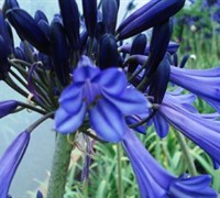 Black Pantha Lily Of The Nile Picture