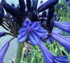 Black Pantha Lily Of The Nile
