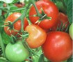 Picture of Better Bush Tomato