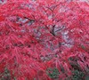 Japanese Maple Garden