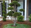 Scotch Pine