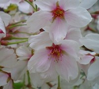 Akebono Cherry Picture
