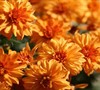 Hannah Chrysanthemum