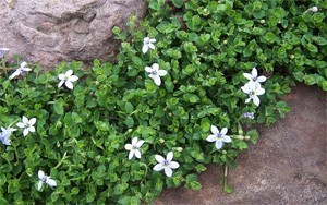 Blue Star Creeper