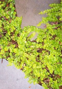 Creeping Jenny