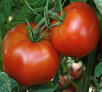 Rutgers Tomato Picture