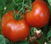 Rutgers Tomato