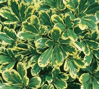 Mojo Dwarf Variegated Pittosporum Picture