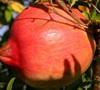 Russian 26 Pomegranate