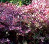 Loropetalum Ruby