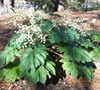 Rice-Paper Plant