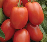Roma Tomato Picture