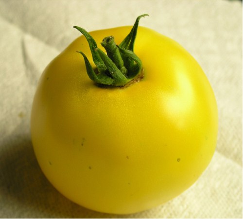 Picture of Lemon Boy Tomato