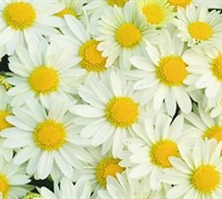 Vanna Chrysanthemum Picture