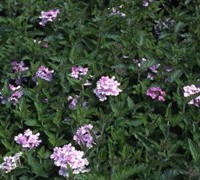 Abbeville Verbena Picture