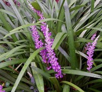 Evergreen Giant Liriope Picture