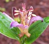 Samurai Toady Lily