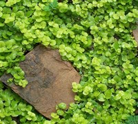 Creeping Jenny Picture