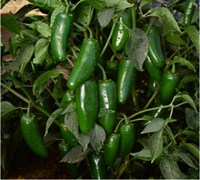 Jalapeno Pepper Picture