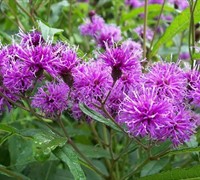 Ironweed Picture