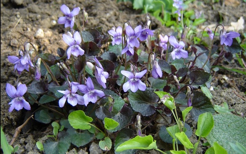 Purpurea Viola Picture