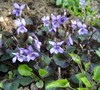 Purpurea Viola Picture