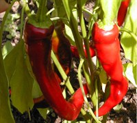 Long Slim Red Cayenne Pepper Picture