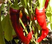 Long Slim Red Cayenne Pepper