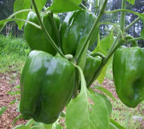 Picture of California Wonder Bell Pepper