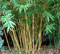 Alphonse Karr Bamboo Picture