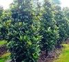 Alta Southern Magnolia